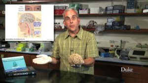 More Than Meets the Eye: Dr. Len White on Perception and the Brain